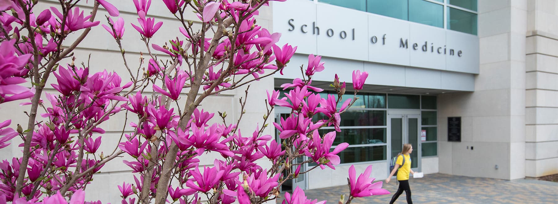 Japanese magnolias in front of School of Medicine building.
